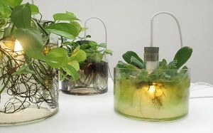 【植物(wù)燈】植物(wù)燈具,植物(wù)燈有用嗎(ma),使用,圖片